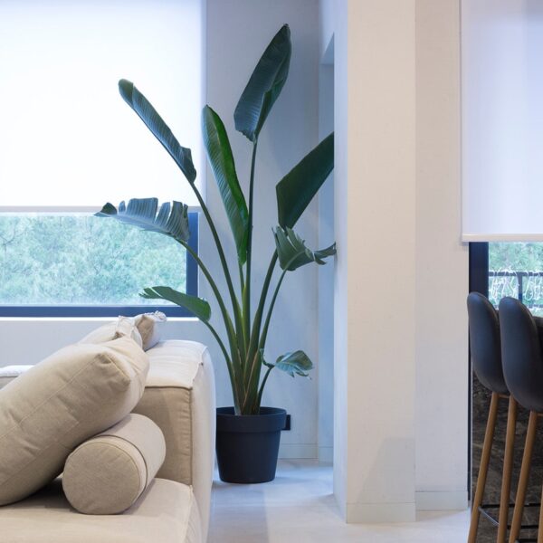 וילון גלילה הצללה